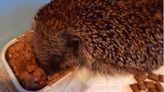 Leicester: Tortured hedgehog Spud set to make full recovery