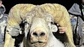 Farmer faces jail for breeding ‘massive mutant sheep’