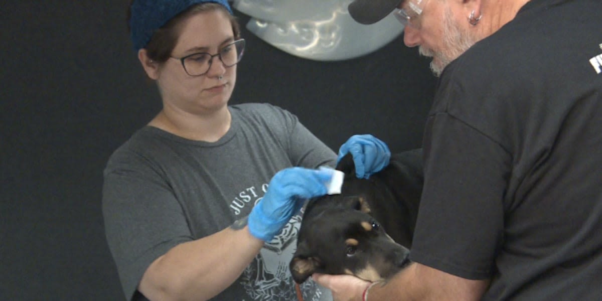 Local pet rescues use public events to raise funds and promote animals