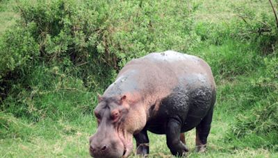 Hippos can launch themselves airborne for split seconds at a time, surprising scientists