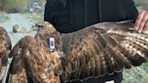Tagged steppe eagle soars through 34 countries in 2-year odyssey