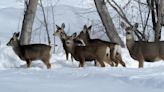 Fish and Game Commission approves cuts to antlerless deer and antelope hunts