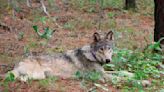 After more than 100 years, gray wolves reappear in Giant Sequoia National Monument