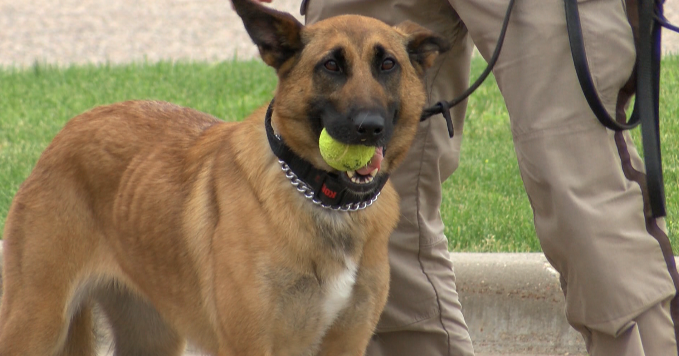 K-9 Fundraiser in Portage County shows off dogs