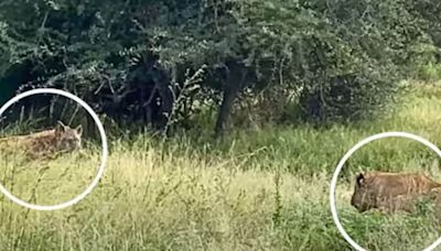 Watch: Lionesses Ambush Hyena, It Surrenders - News18