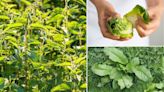 LETTUCE is just as good for easing nettle stings, scientists say