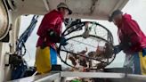 California officials to end commercial Dungeness crab season April 8 to protect whales