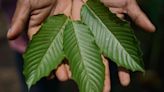 Kratom Is Supposed to Relieve Pain and Anxiety. Why Is It Under Scrutiny?