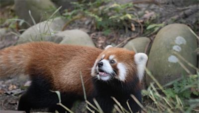 提前慶中秋！台北動物園今夜開放廣場野餐