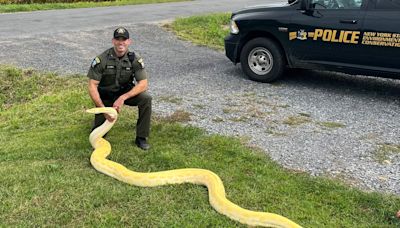 New York man facing charges after illegally owning 13-foot pet snake