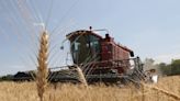 Exclusive-Egypt in talks for Emirati funding to buy Kazakh wheat -traders