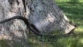 Large snake has been living in Bazetta Township tree for years