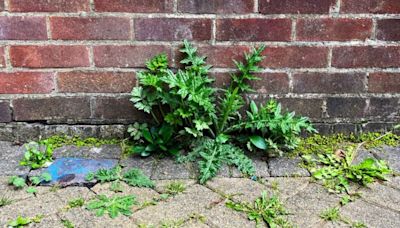 80p DIY weed killer is guaranteed to kill stubborn patio weeds in 48 hours