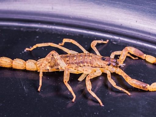 Quel est le pire amant pour une Scorpion en couple ?