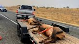 SUV vs. elk near Hanford leaves 2 animals dead, 2 people at hospital