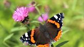 Public urged to join butterfly count as species spread north with climate change