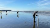 Roadtrip to Moclips: razor clam digging with fries and grunge | HeraldNet.com