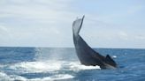 Las ballenas jorobadas transmiten sus melodías a través de los océanos