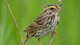 Birders, birding groups urging County Line Orchard to hold off on mowing parking lot while birds nesting