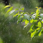 穀雨