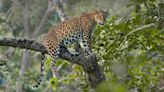 Two-year-old boy killed in leopard attack in Gujarat's Amreli