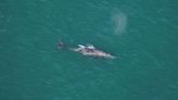 Científicos descubren una ballena gris "increíblemente rara" extinguida en el Océano Atlántico desde hace 200 años