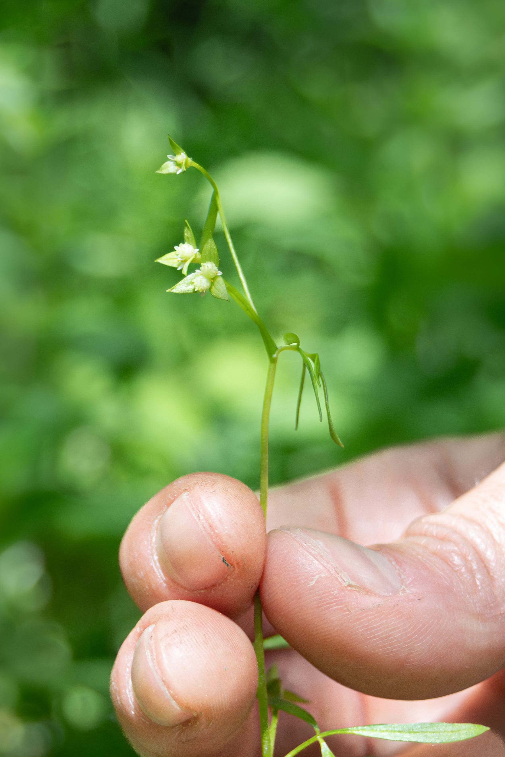 'It's a remarkable discovery': Botanists find plant not seen in Vermont since 1916