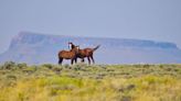 BLM to conduct June wild horse, burro adoption events in Wyoming
