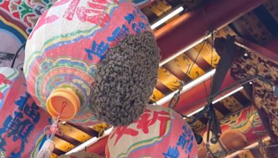 麻豆文衡殿湧數萬蜜蜂飛舞 農業局：蜜蜂分巢尋覓新家