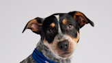 Meet Snack Prescott and Lou Lou, the 2 puppies from Texas featured in Puppy Bowl 2024