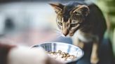 Cat Food Sold in Texas Recalled Because of Potential Salmonella Risk