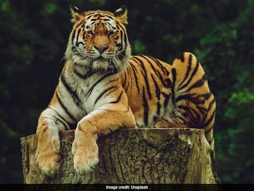 International Tiger Day 2024: Know Date, Significance And Why It Is Celebrated