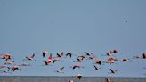 Una gran laguna salada y el hábitat preferido de los flamencos: así es el nuevo parque nacional