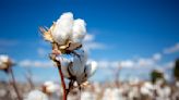 Ventile Boosts Egyptian Cotton Farmers’ Transition to Regenerative Practices