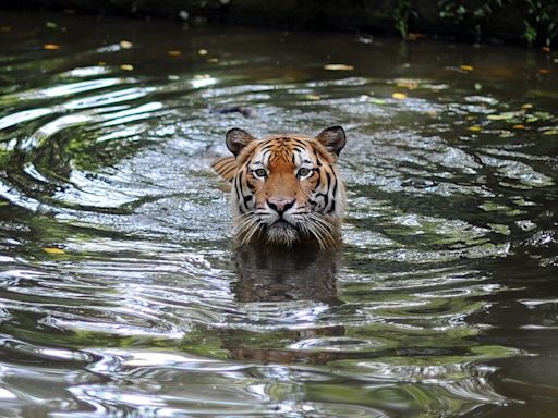 Malayan tiger on ‘brink of extinction’ as spate of deaths sparks alarm