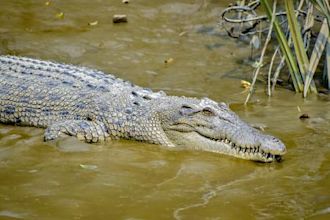 Sundarbans