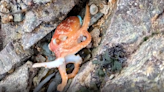 Ink-credible! Octopus filmed changing colour