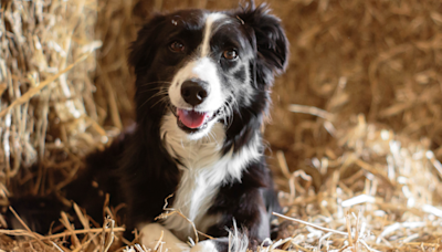 Livestock Guardian Dog Is Hilariously Confused by ‘Wiggle Worm’ Border Collie Puppy