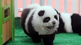 Un zoo chino pinta perros para hacerlos parecer pandas y los incorpora como "una nueva especie"