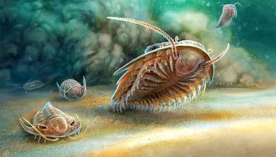 Ancient trilobites buried by a volcano 515 million years ago rise from the ashes in 3D