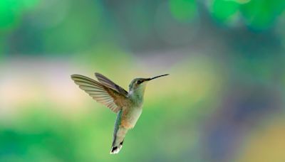 When do hummingbirds leave Missouri for fall migration?