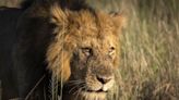 Wildlife Bonds to Help Lions and Wild Dogs in Africa