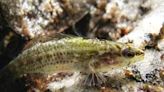 Endangered no more: Okaloosa darter swims its way off the federal Endangered Species List