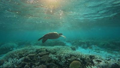 "Como incendios bajo el agua": así es la crisis en la Gran Barrera de Coral