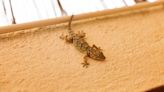 9 Ways to Get Rid of Lizards ASAP This Summer, Straight From Pest Experts