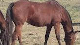 Millonario golpe en un campo de City Bell: se robaron caballos de polo - Diario Hoy En la noticia