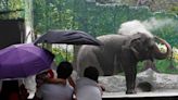 World's 'saddest' elephant dies after more than 40 years alone in a concrete pen at Manila Zoo