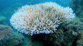 Coral bleaching: Fourth global mass stress episode underway - US scientists