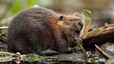 Canada's beaver problem - Macleans.ca