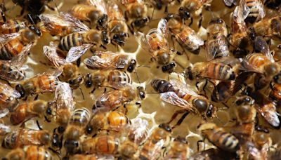 A Little Girl Complained Of ‘Monsters’ In Her Bedroom, But It Was Actually 50,000 Bees